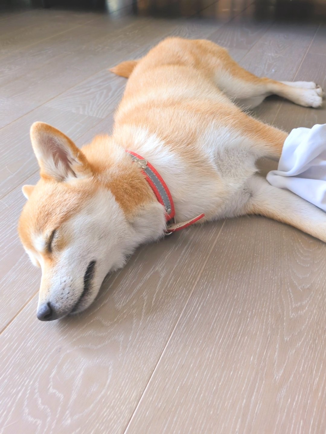 フローリングで涼むすず