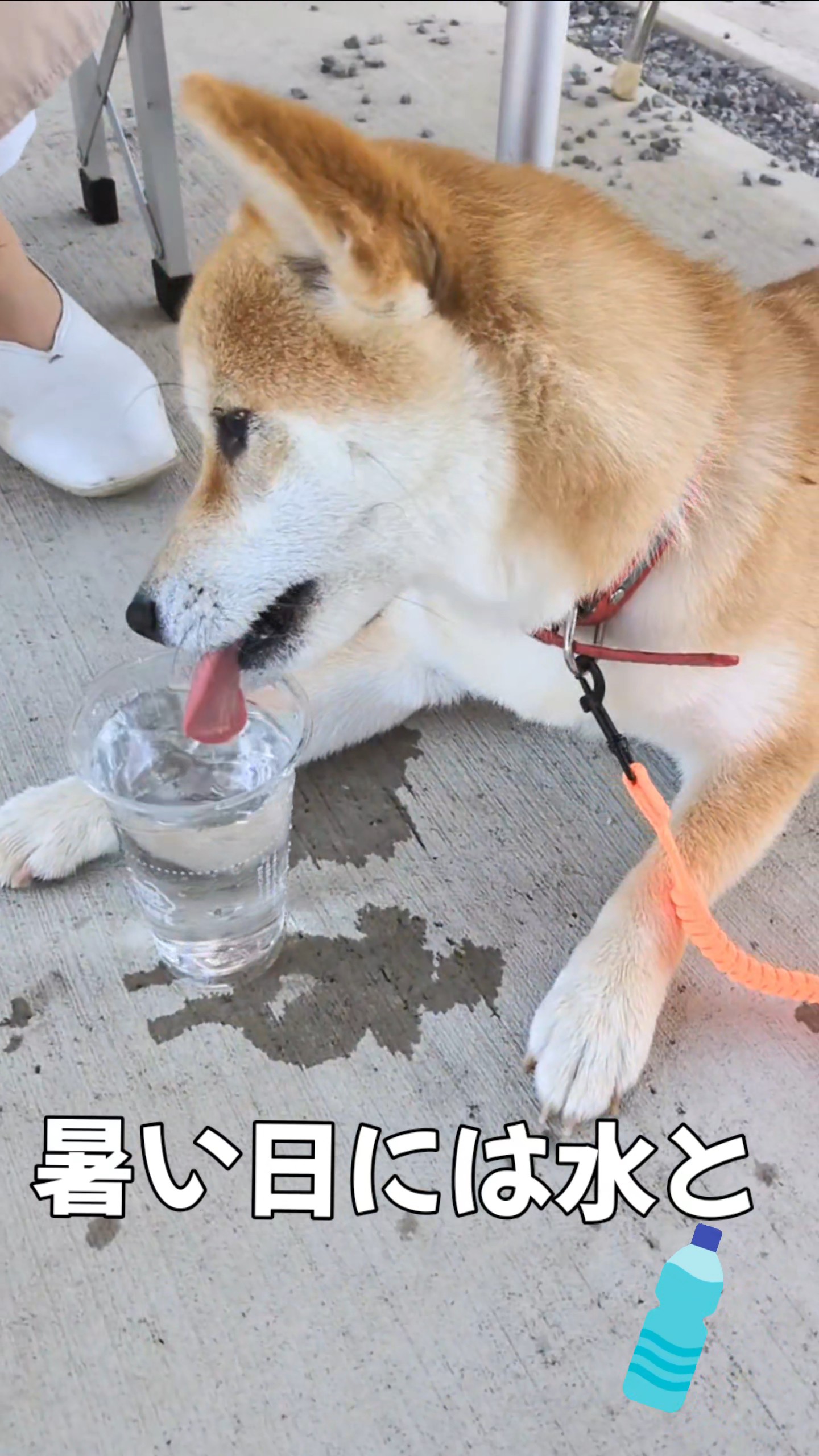 コップから水を飲むすず
