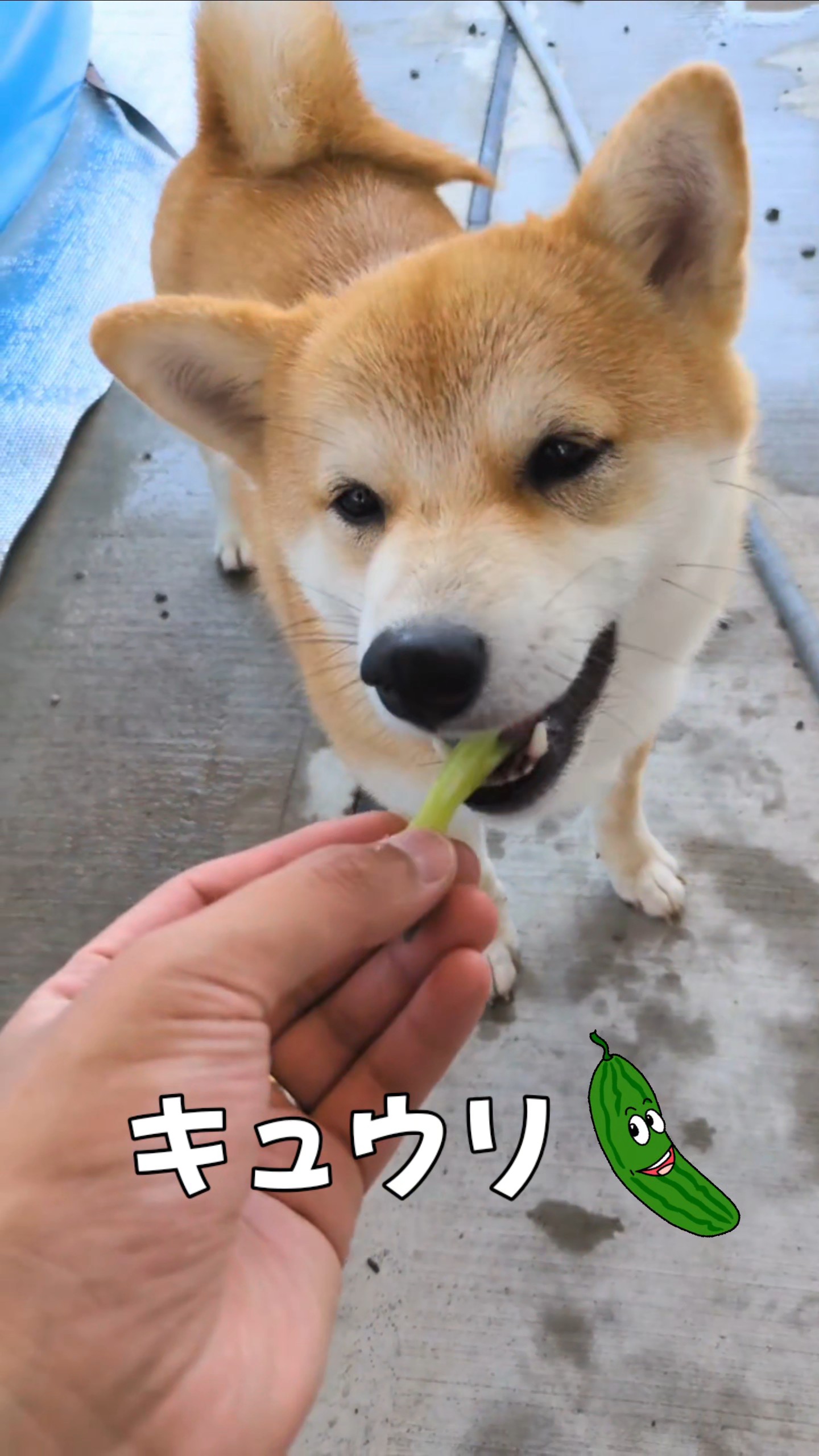 きゅうりを食べるすず