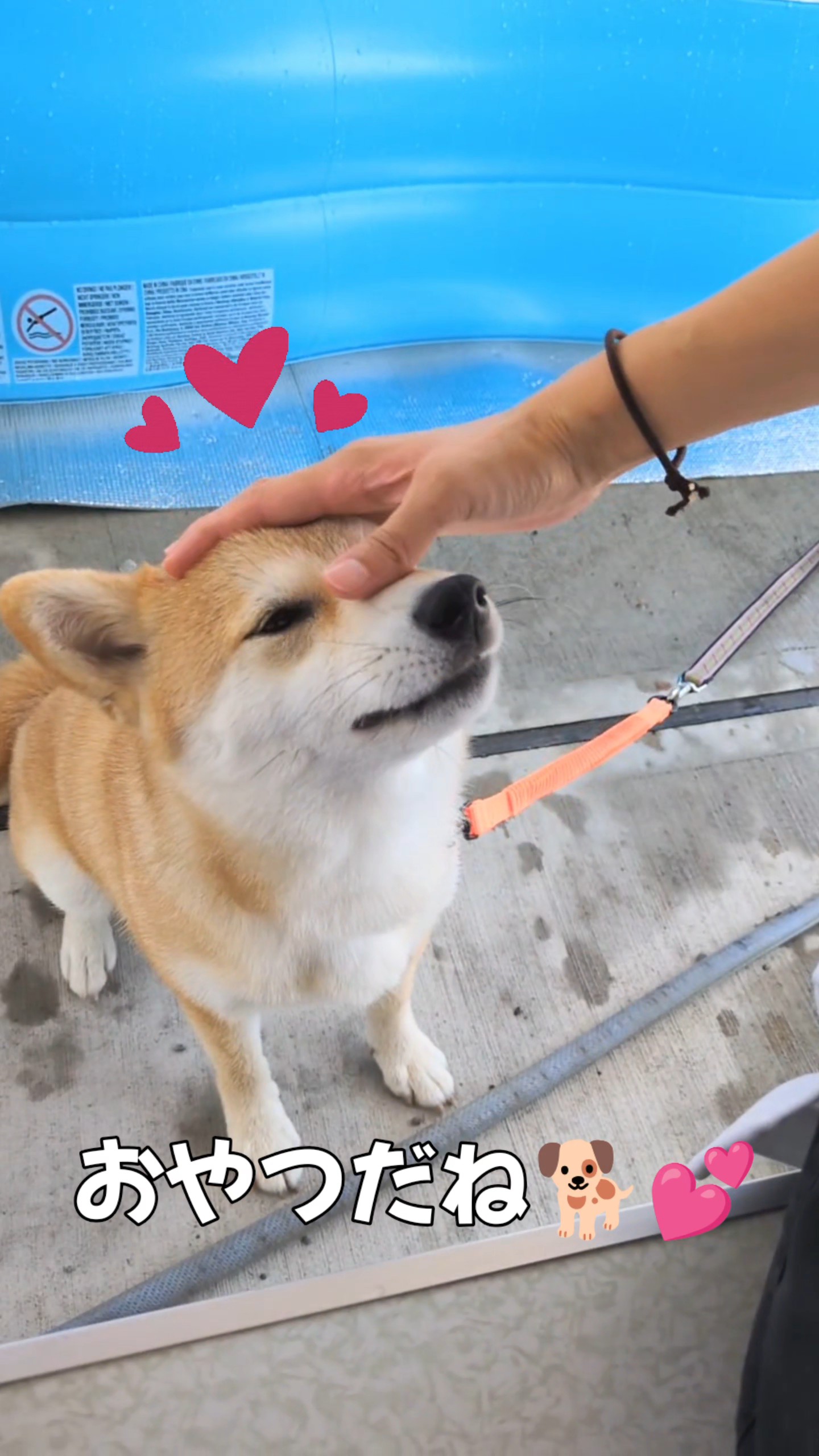 撫でられて目を細めるすず
