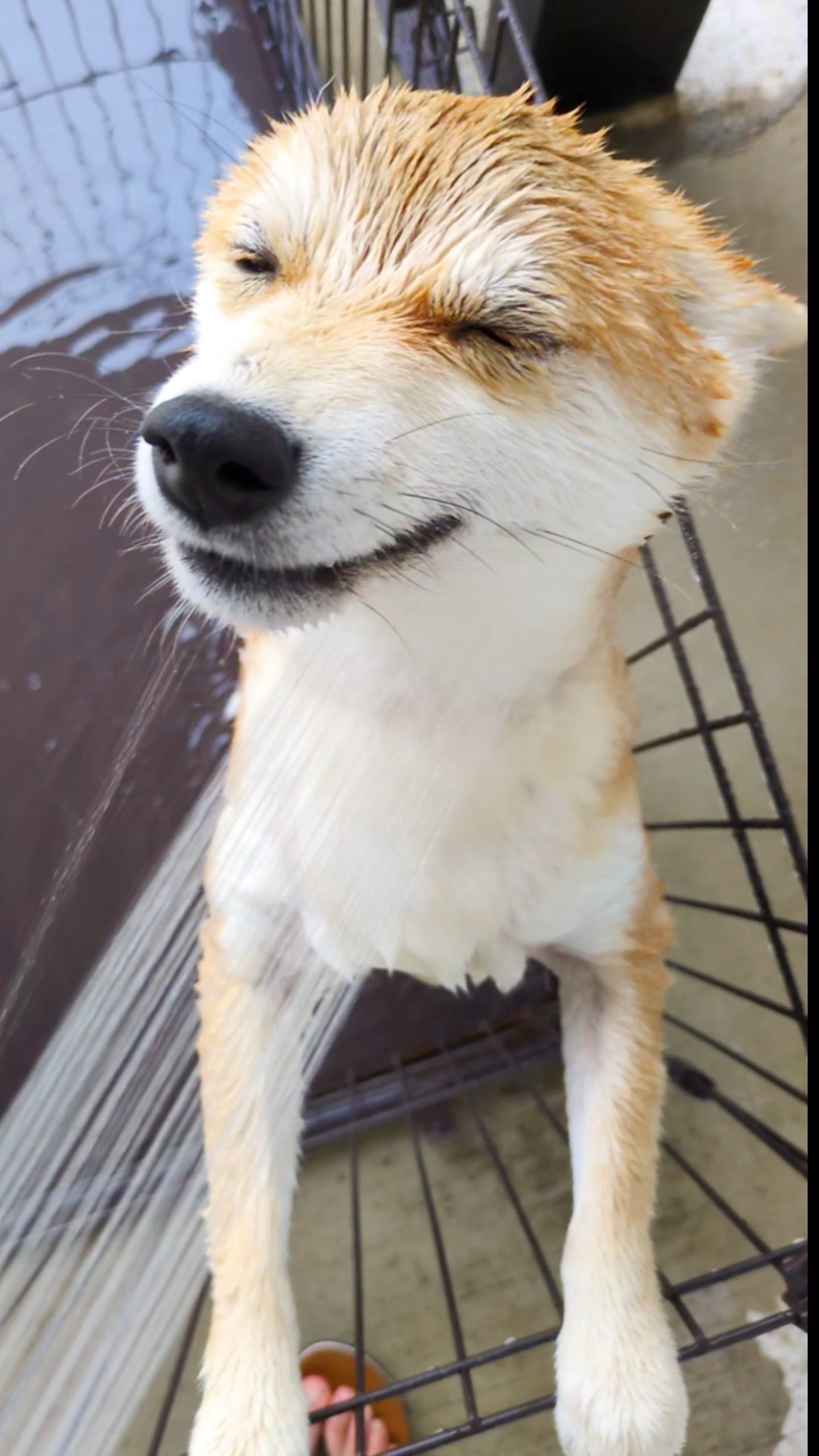 柴犬すずの夏休み。家族で流しそうめんをした日のこと