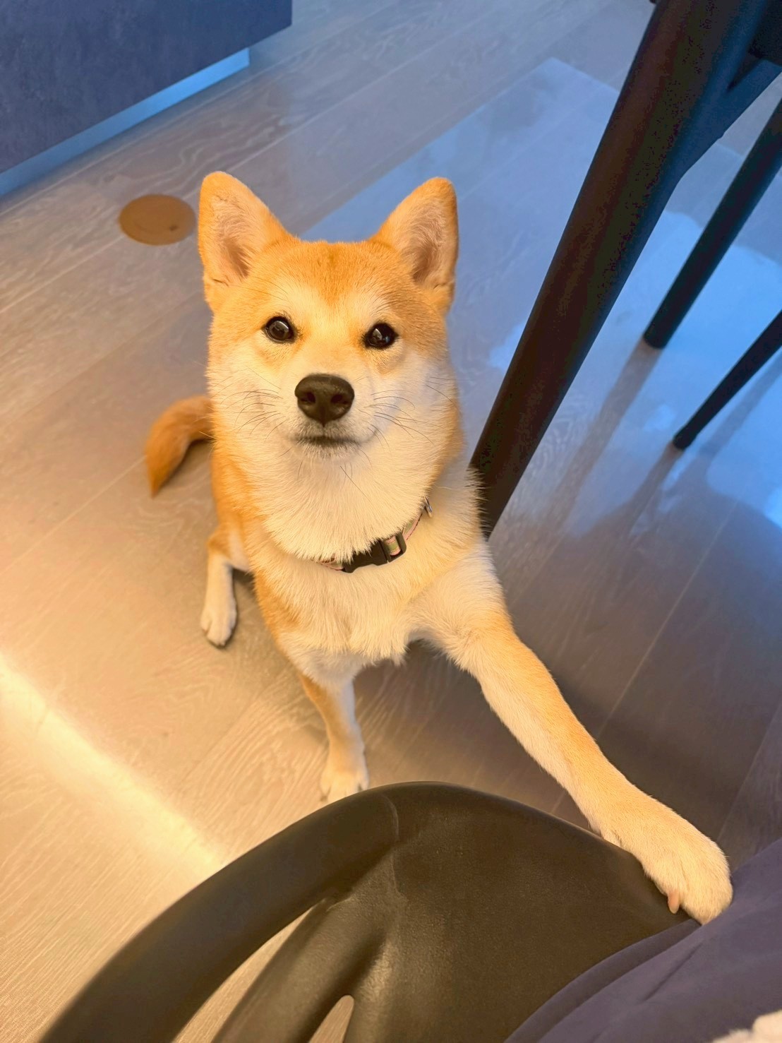 犬に絶対NGな食べ物リスト｜玉ねぎ・チョコ以外も要注意