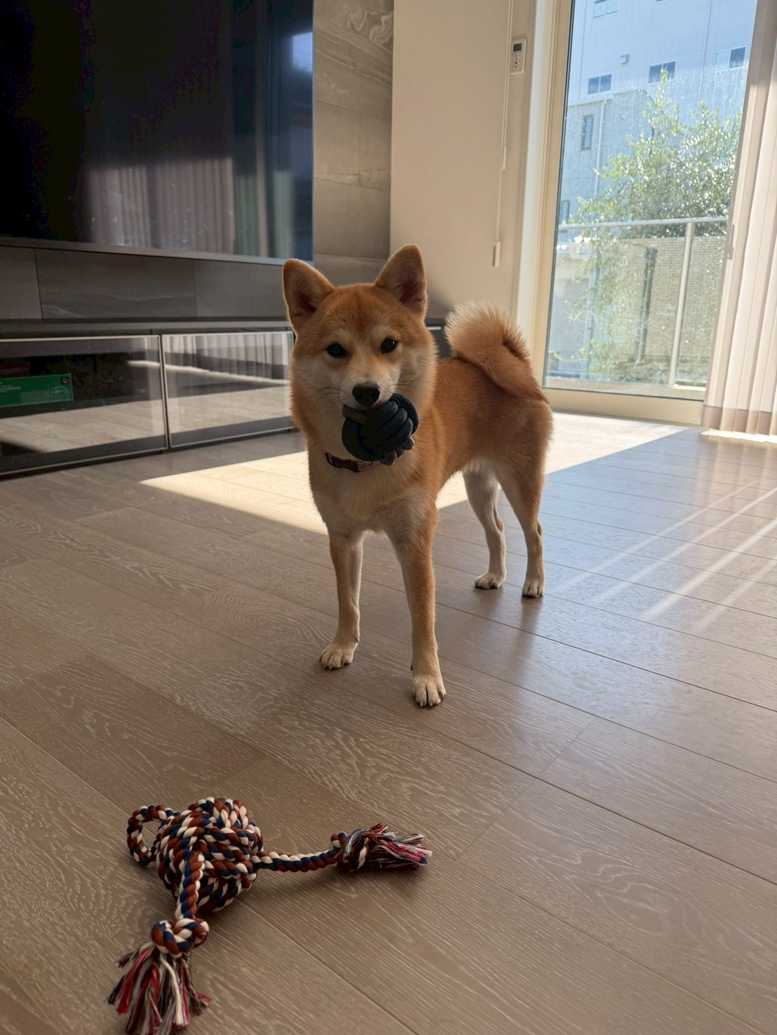 柴犬が本当に喜ぶおもちゃとは?本能を刺激する選び方のコツ