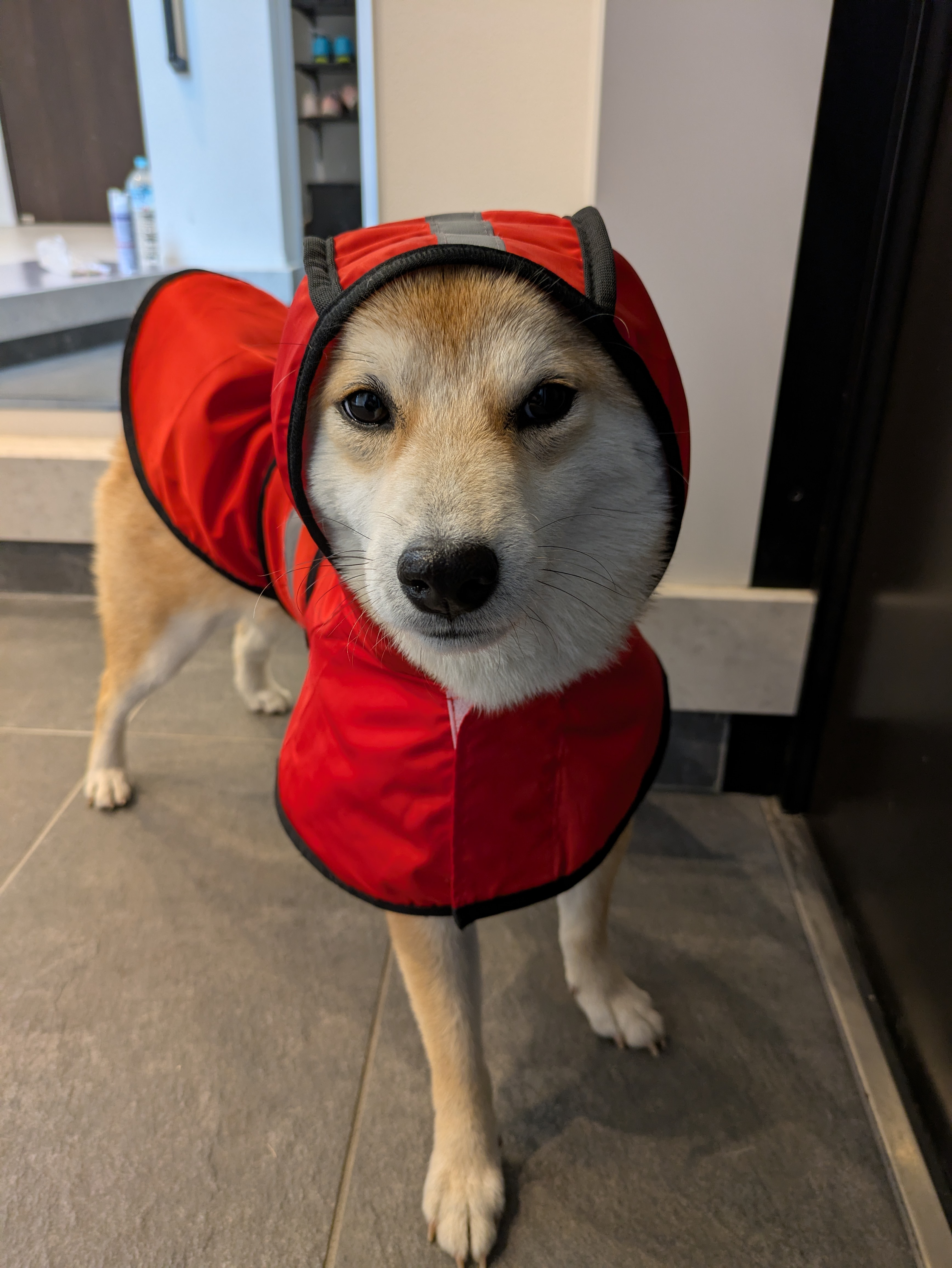 レインコート選び方｜柴犬の雨対策グッズ完全ガイド