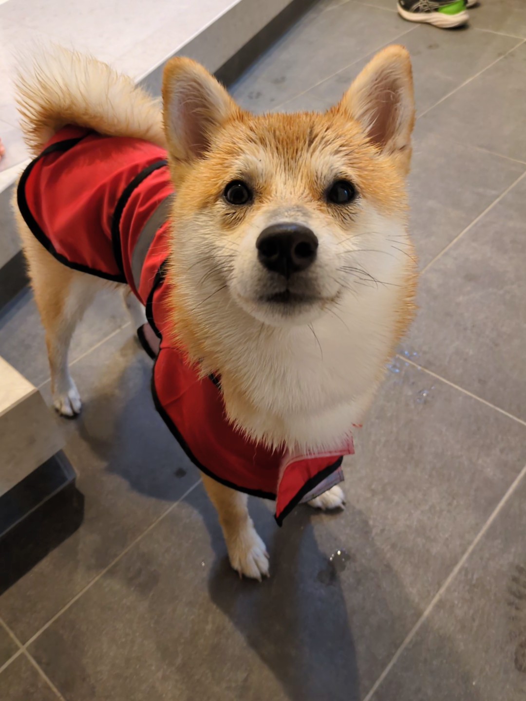 濡れた顔とふくふくのしっぽが見えるすず