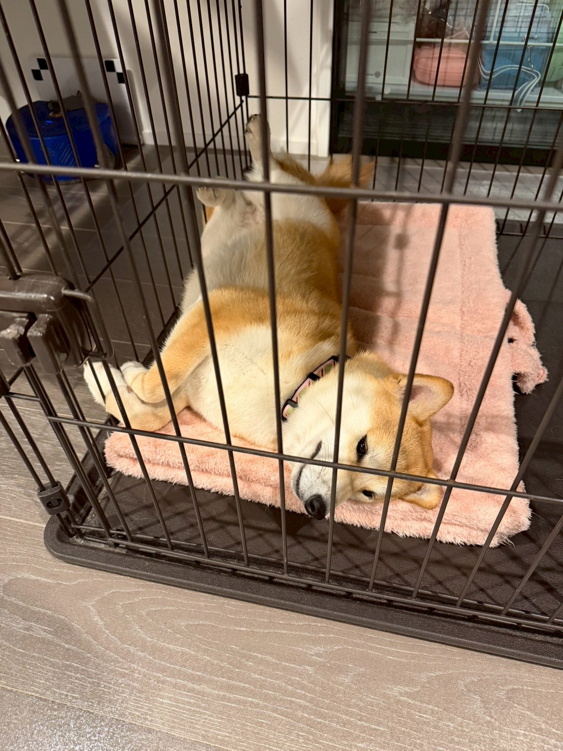 留守番を上手に教える方法｜柴犬の不安を最小限にする段階的トレーニング