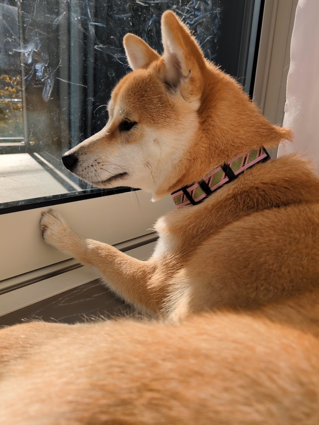 柴犬と暮らす1日のタイムスケジュール｜すず家の朝〜夜