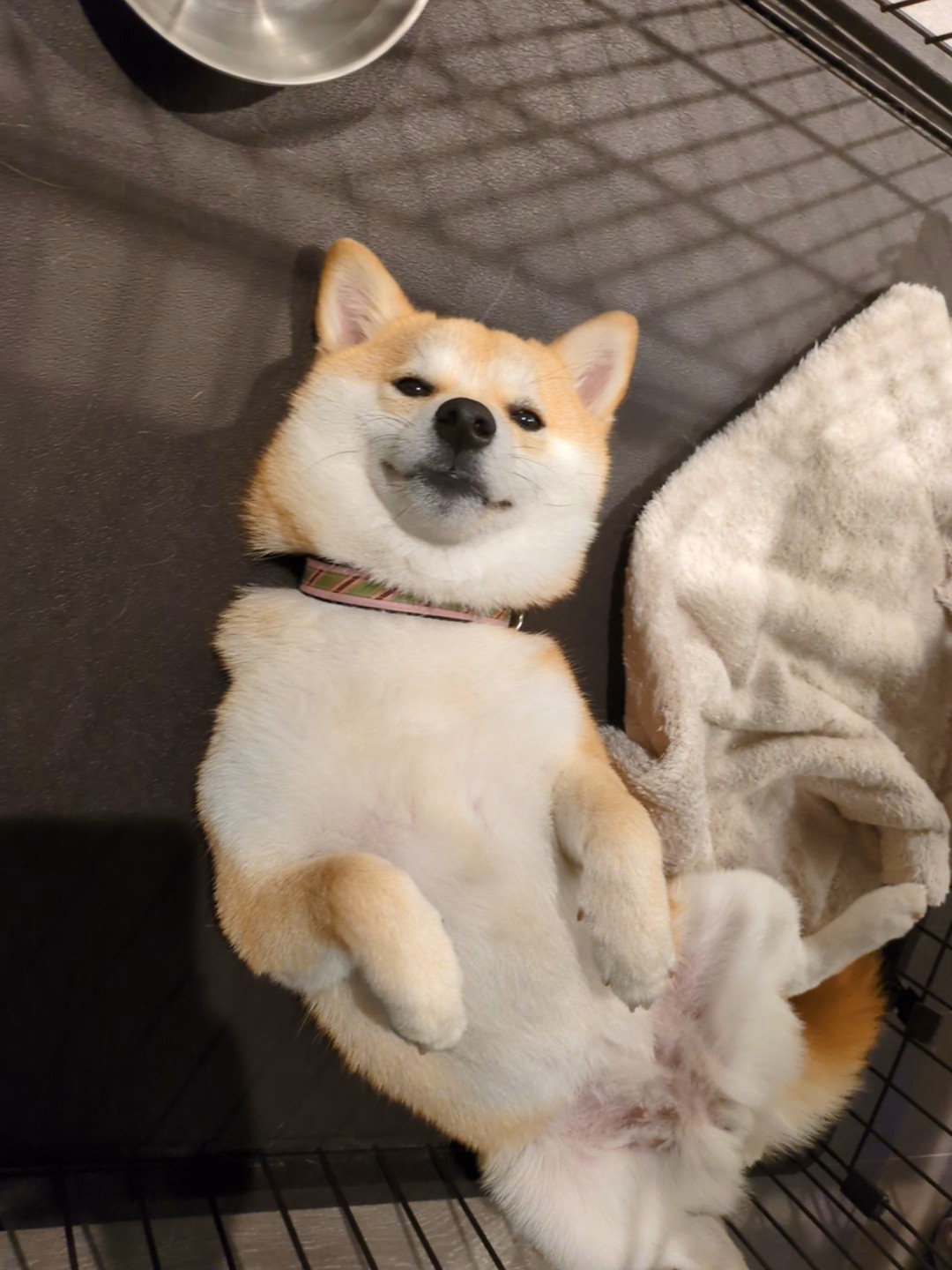 柴犬の寝相いろいろ｜あの体勢には意味がある！