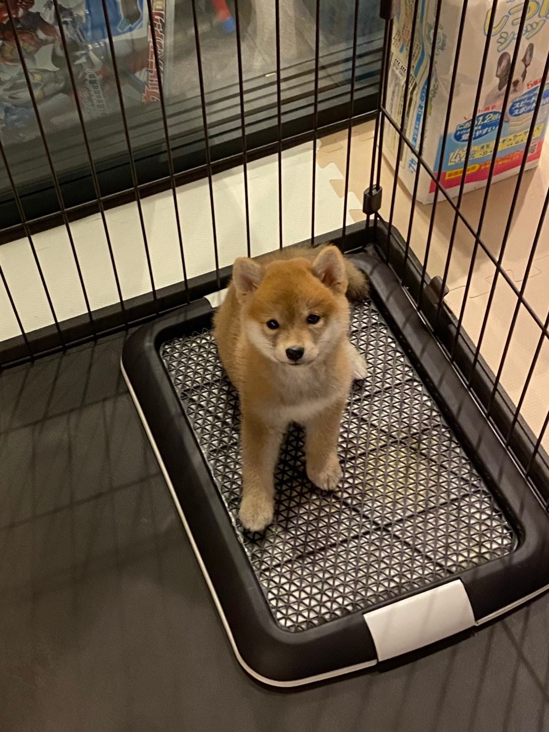 トイレトレーニングのやり直し方｜成犬になってからでも間に合う方法